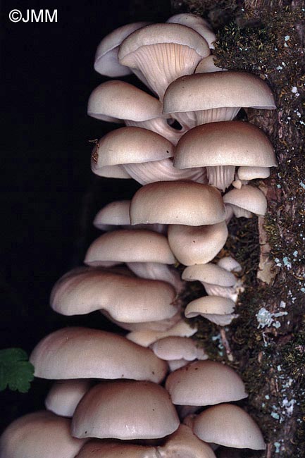 Pleurotus cornucopiae