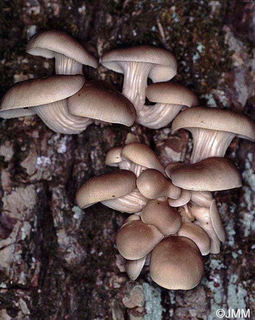 Pleurotus cornucopiae