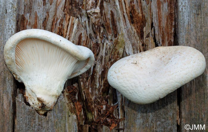 Pleurotus dryinus