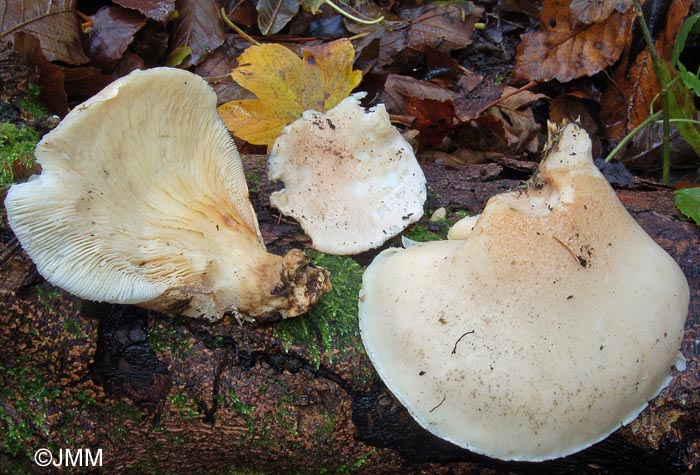 Pleurotus dryinus