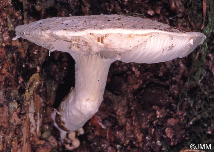 Pleurotus dryinus