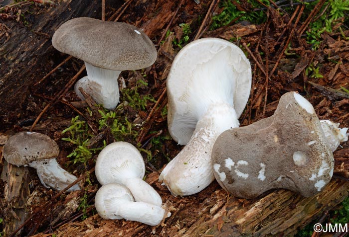 Pleurotus dryinus