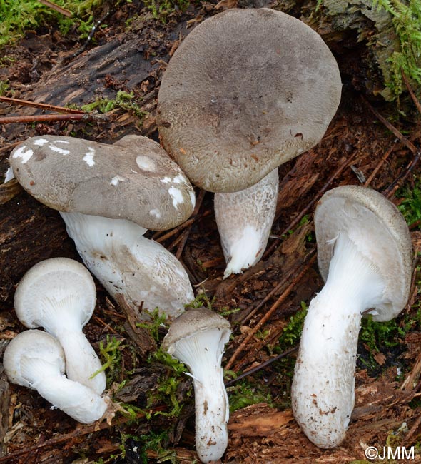 Pleurotus dryinus