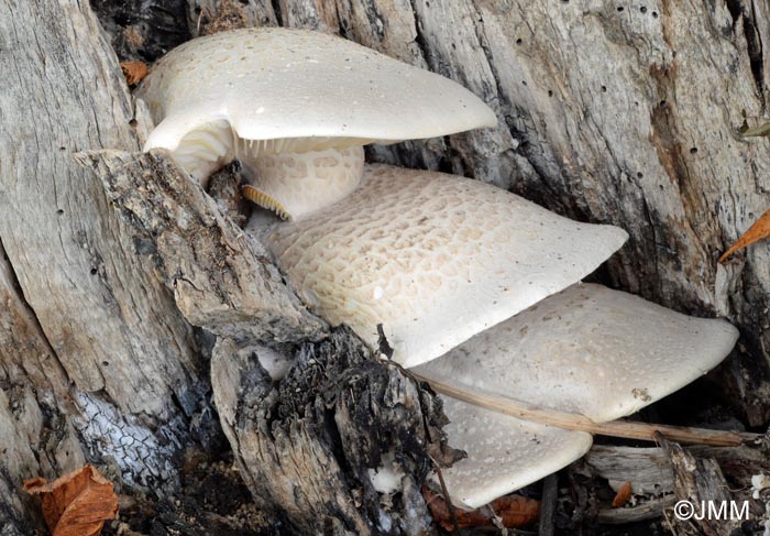 Pleurotus dryinus