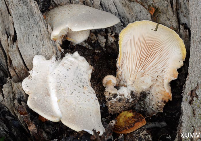 Pleurotus dryinus