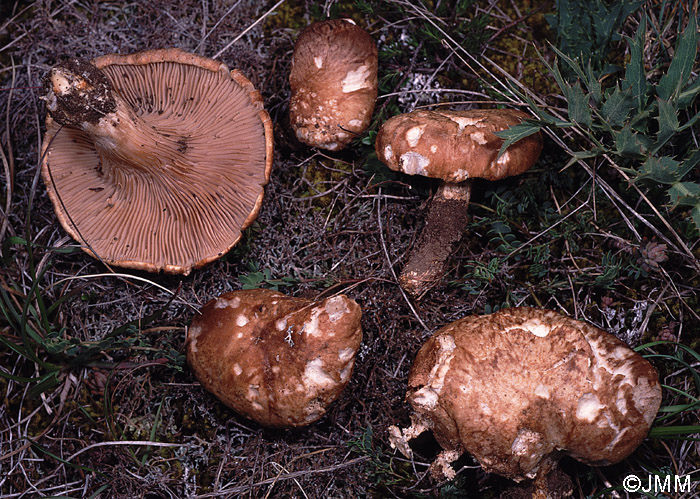 Pleurotus eryngii var. eryngii