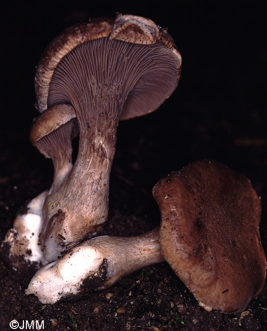 Pleurotus eryngii var. eryngii