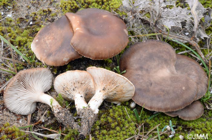 Pleurotus eryngii var. eryngii