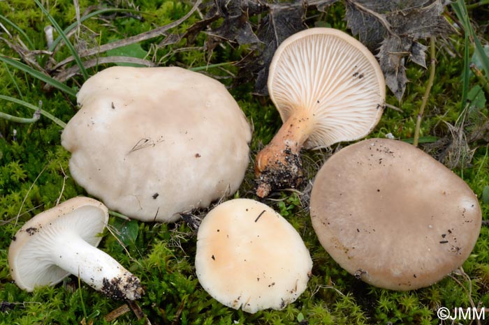 Pleurotus eryngii var. eryngii