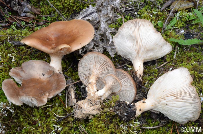 Pleurotus eryngii var. eryngii