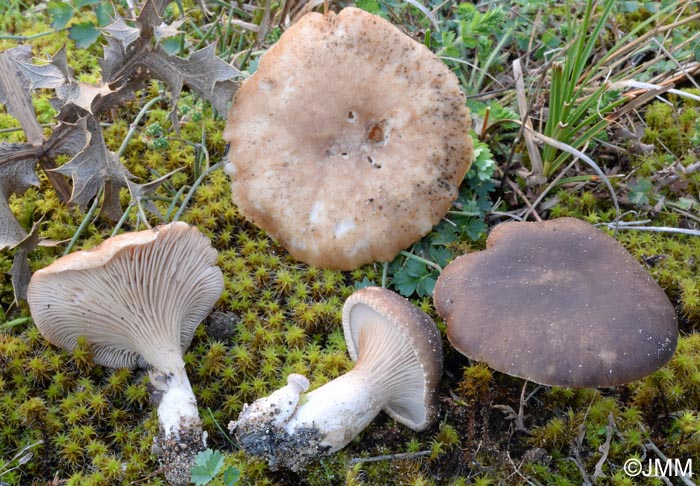 Pleurotus eryngii var. eryngii