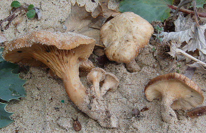 Pleurotus eryngii var. eryngii