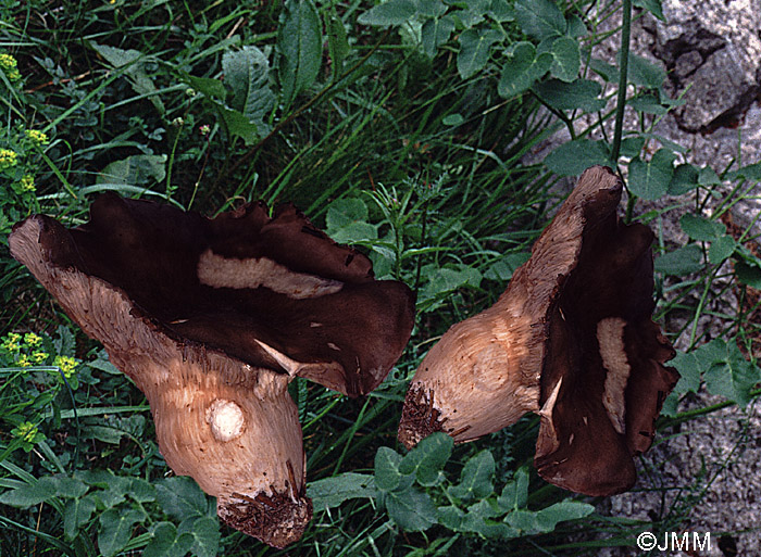 Pleurotus eryngii var. elaeoselini = Pleurotus nebrodensis ss. auct.