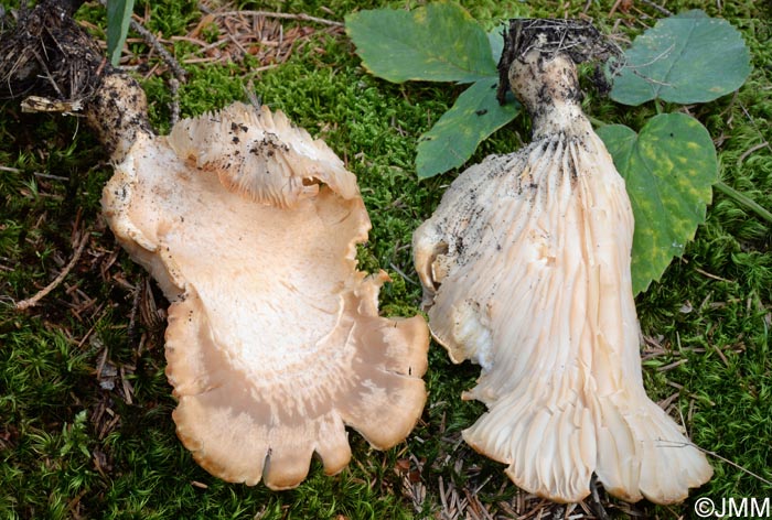 Pleurotus eryngii var. elaeoselini = Pleurotus nebrodensis ss. auct.