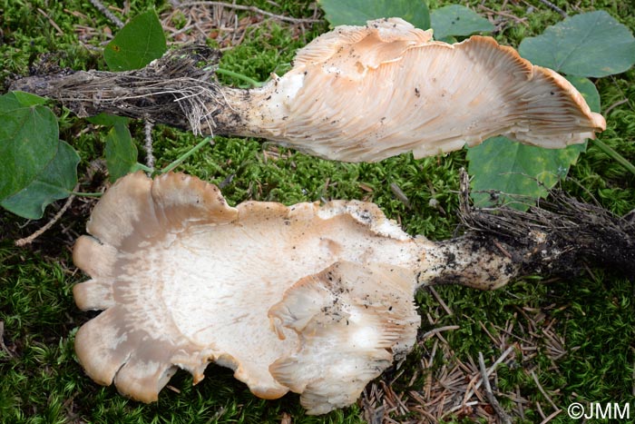 Pleurotus eryngii var. elaeoselini = Pleurotus nebrodensis ss. auct.