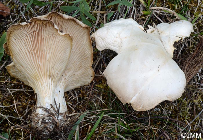 Pleurotus eryngii var. elaeoselini = Pleurotus nebrodensis ss. auct.