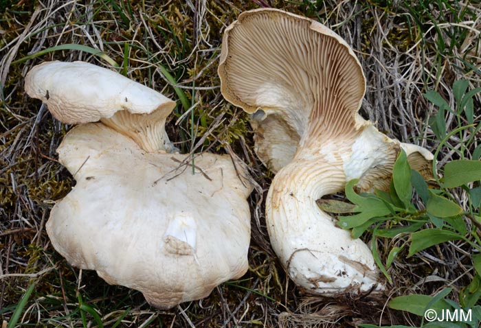 Pleurotus eryngii var. elaeoselini = Pleurotus nebrodensis ss. auct.