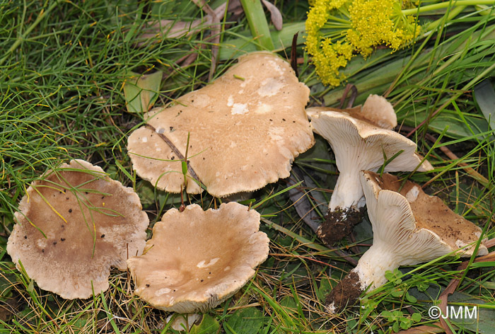 Pleurotus ferulae = Pleurotus eryngii var. ferulae