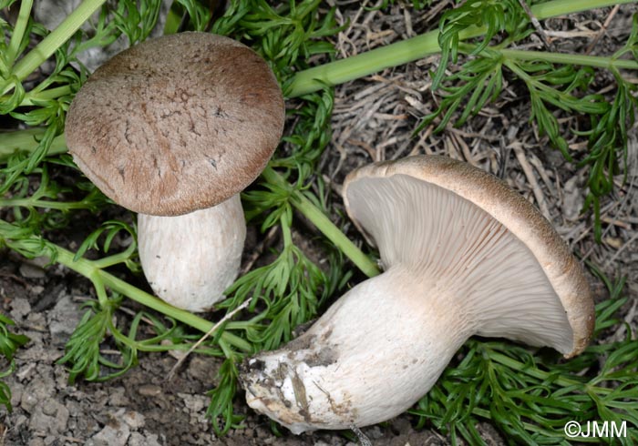 Pleurotusi ferulae = Pleurotus eryngii var. ferulae 