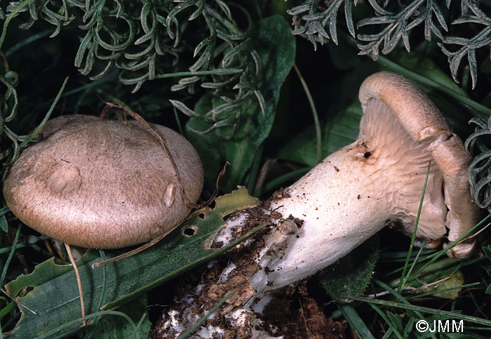 Pleurotus ferulae = Pleurotus eryngii var. ferulae