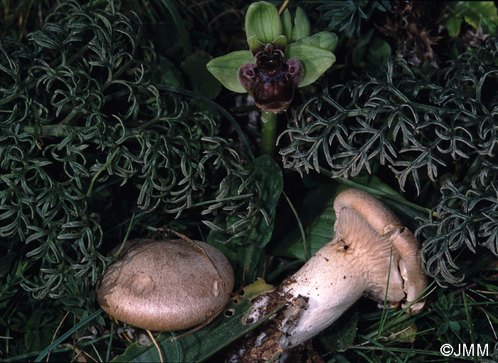 Ophrys bombyliflora et Pleurotus ferulae