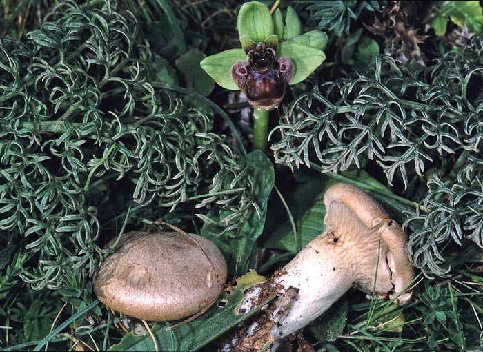 Pleurotus ferulae et Ophrys bombyliflora