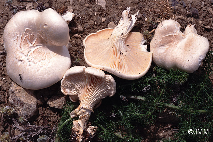 Pleurotus nebrodensis = Pleurotus eryngii var. nebrodensis