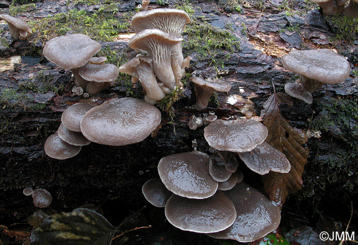 Pleurotus ostreatus