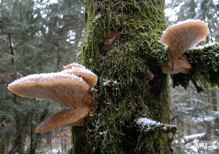 Pleurotus ostreatus