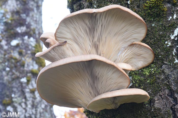 Pleurotus ostreatus