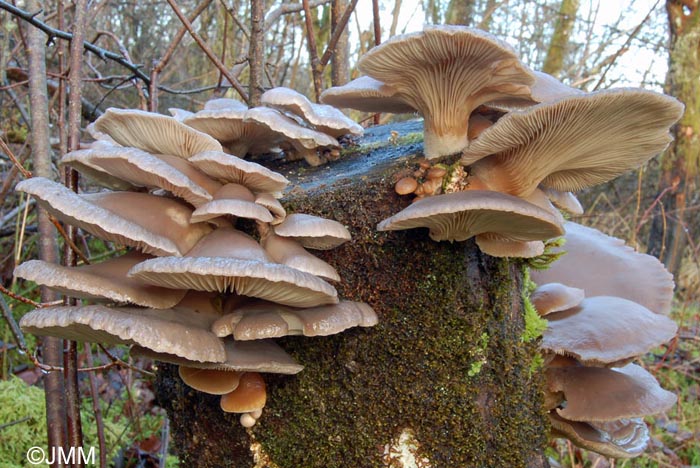 Pleurotus ostreatus