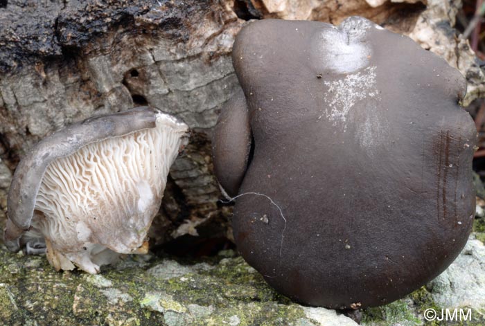 Pleurotus ostreatus