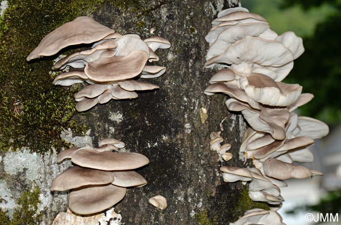 Pleurotus ostreatus