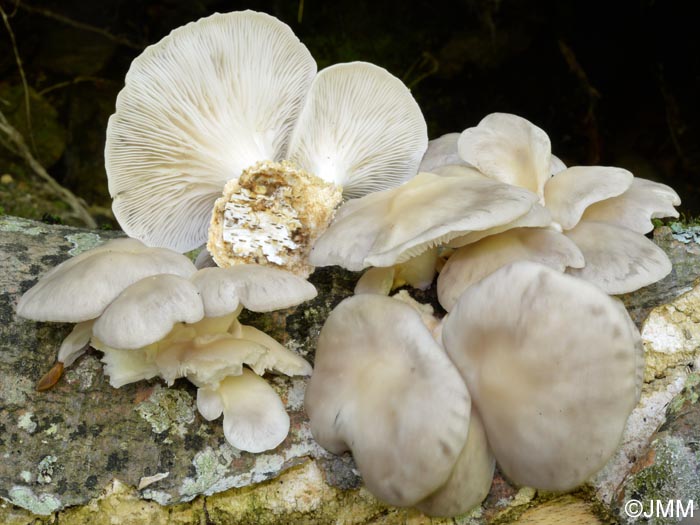 Pleurotus ostreatus