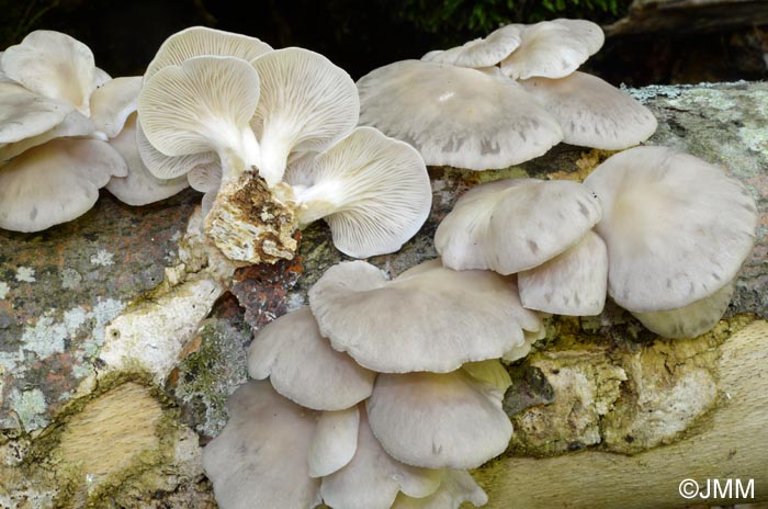 Pleurotus ostreatus