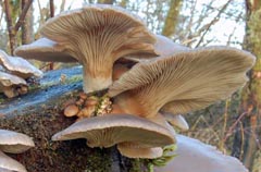 Pleurotus ostreatus