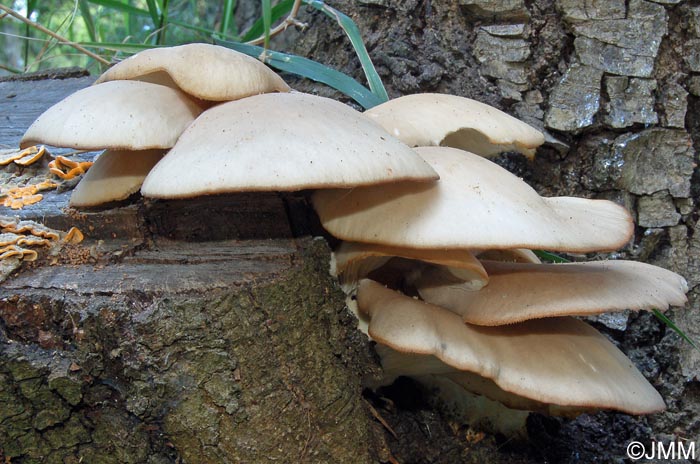 Pleurotus pulmonarius