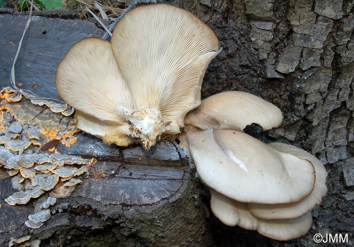 Pleurotus pulmonarius & Stereum reflexulum