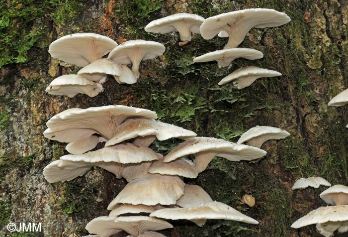 Pleurotus pulmonarius