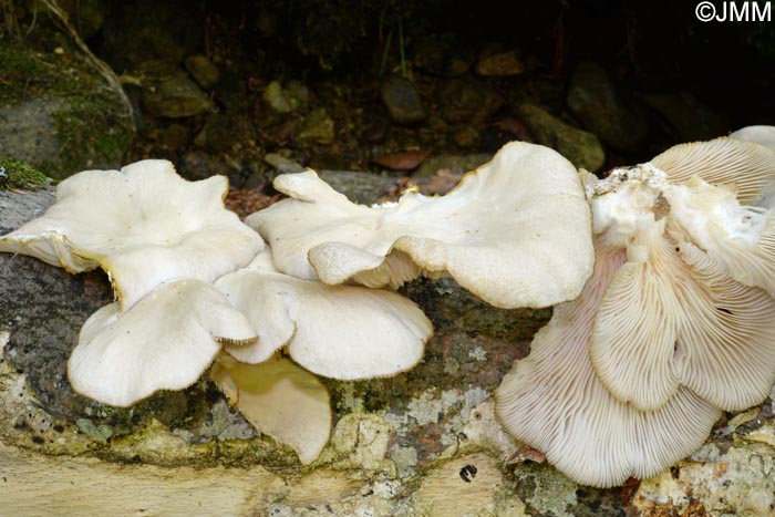 Pleurotus pulmonarius