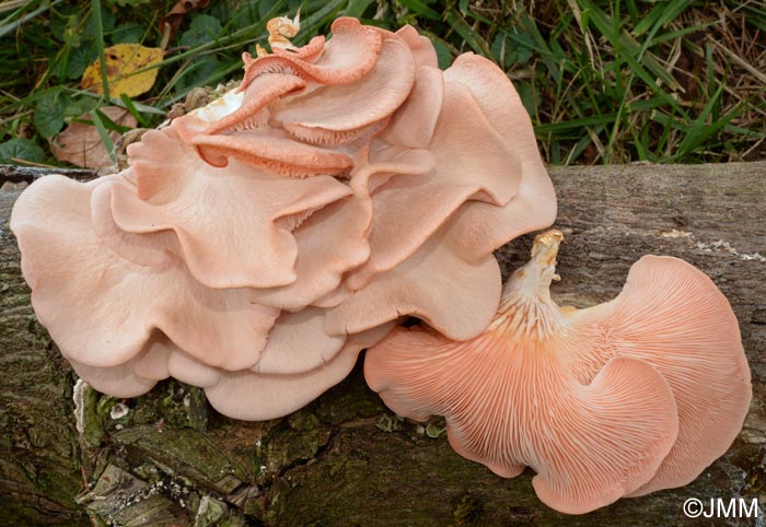 Pleurotus salmoneostramineus