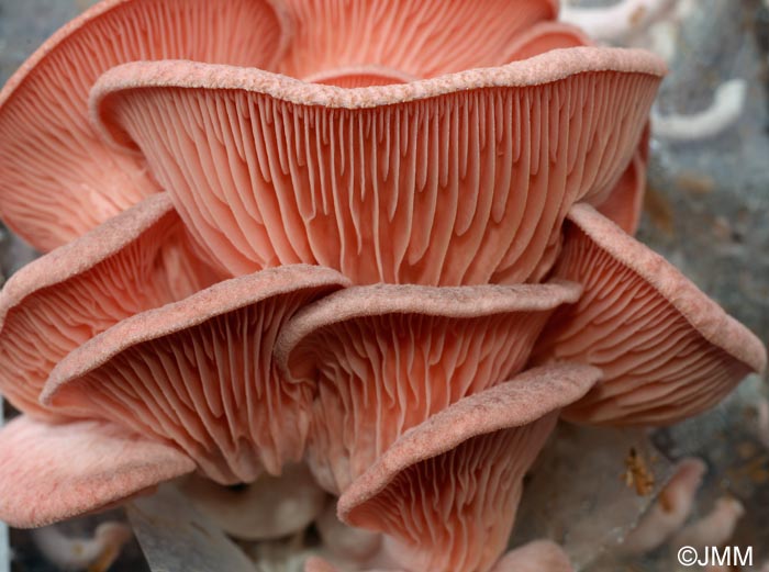 Pleurotus salmoneostramineus