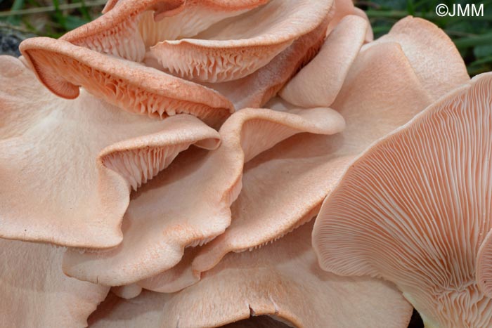 Pleurotus salmoneostramineus