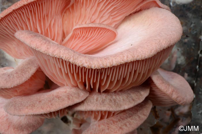 Pleurotus salmoneostramineus