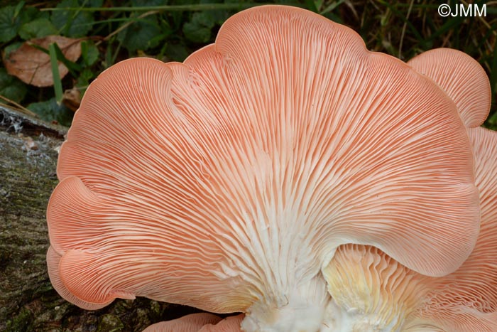 Pleurotus salmoneostramineus