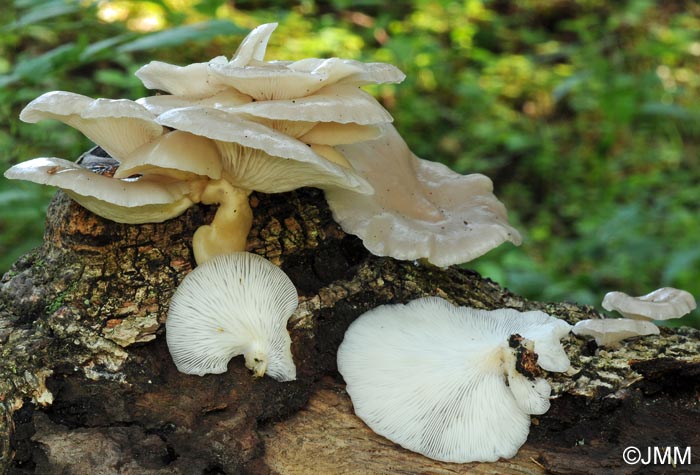 Pleurotus viscidus