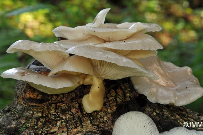 Pleurotus viscidus