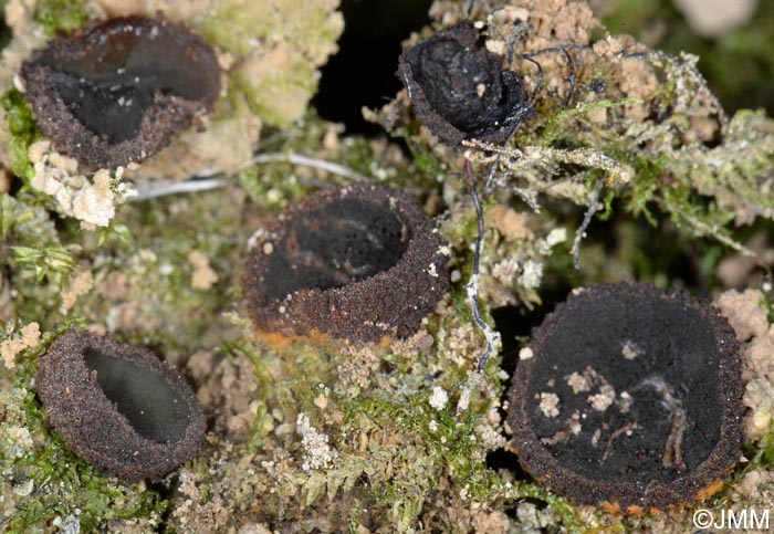 Plicariella flavovirens = Scabropezia flavovirens