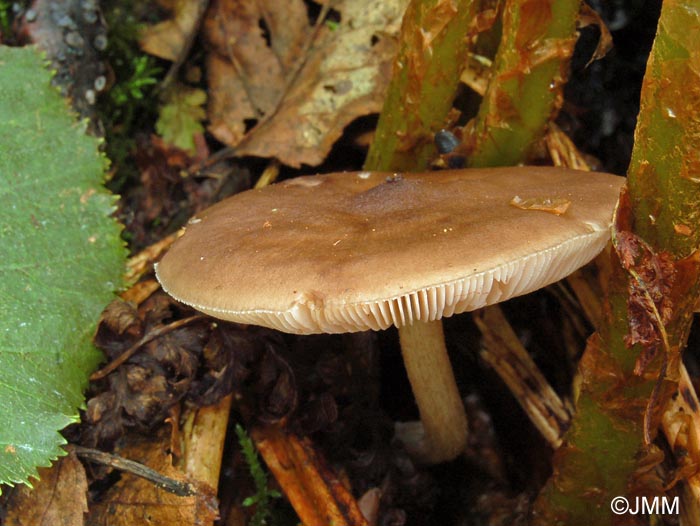 Pluteus alniphilus