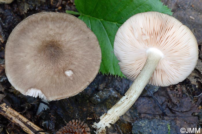 Pluteus alniphilus